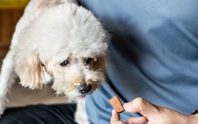 Heartworms and Intestinal Parasites